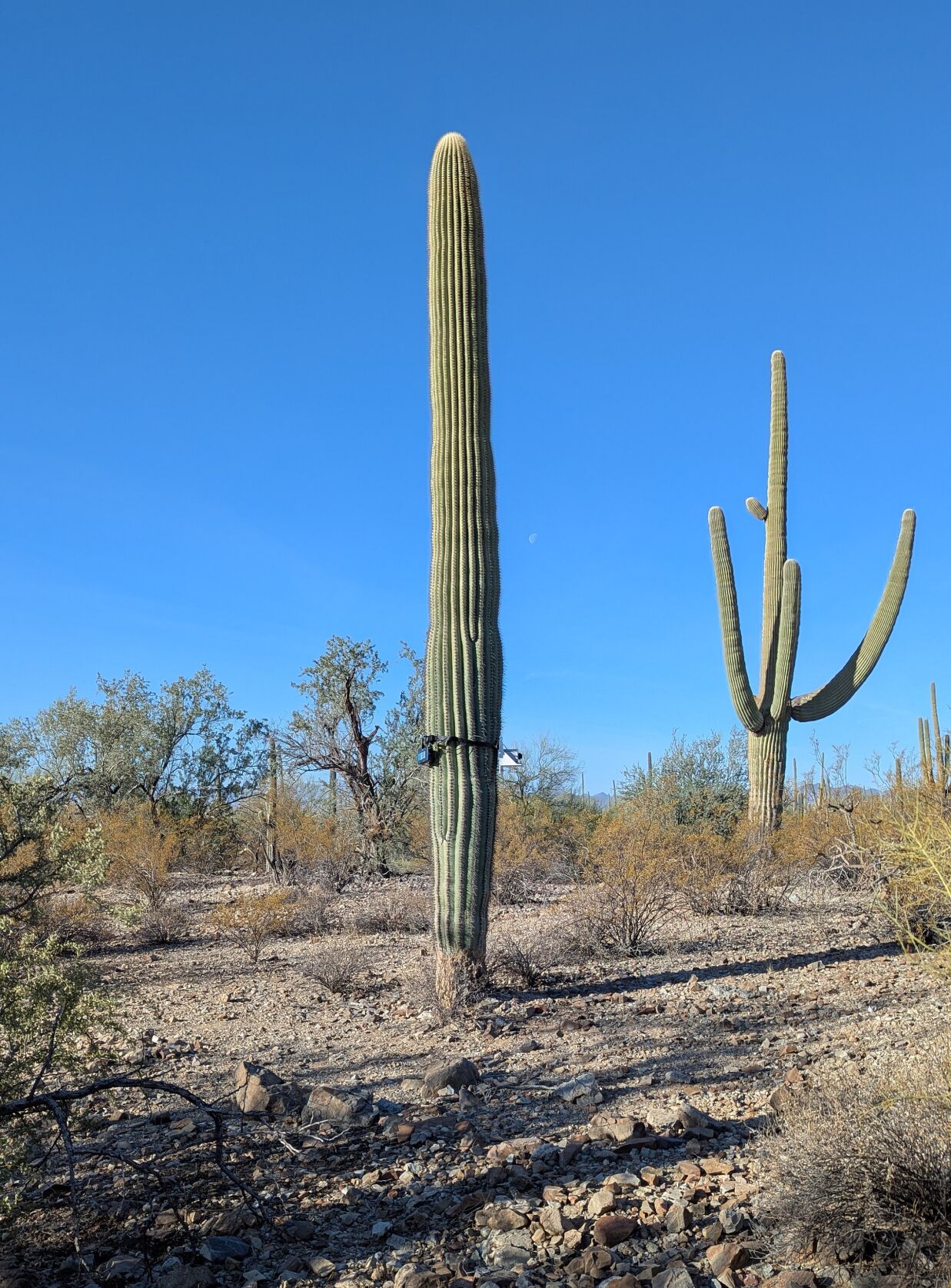 swaying-saguaros